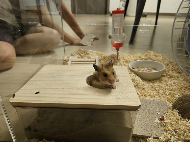 내가 키우는 골든햄스터 목욕모래 사용 사진