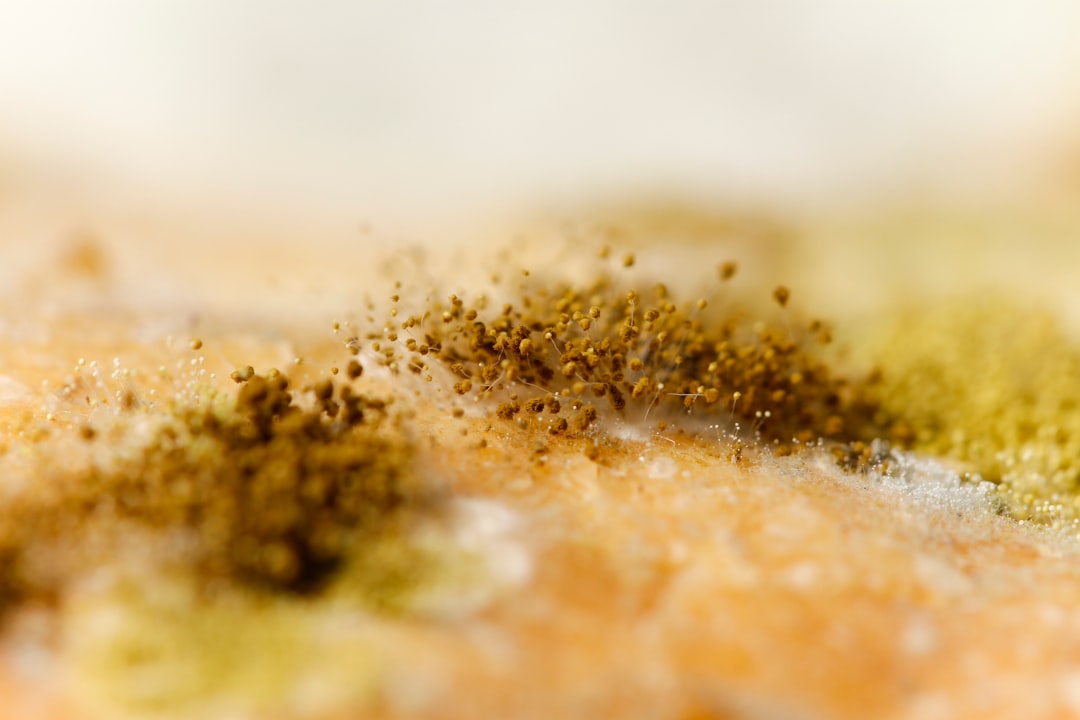 Mold