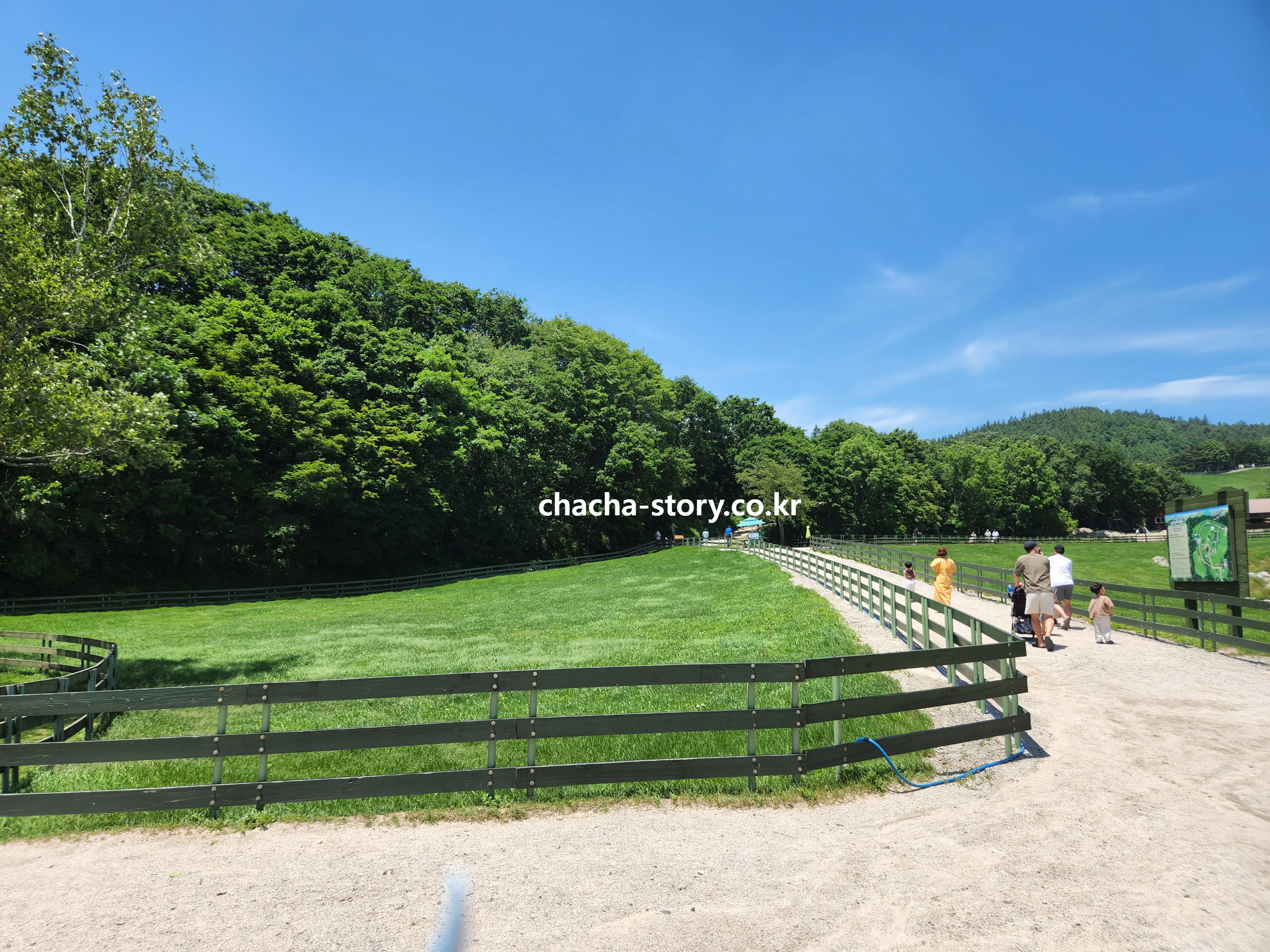 대관령-양떼목장-1