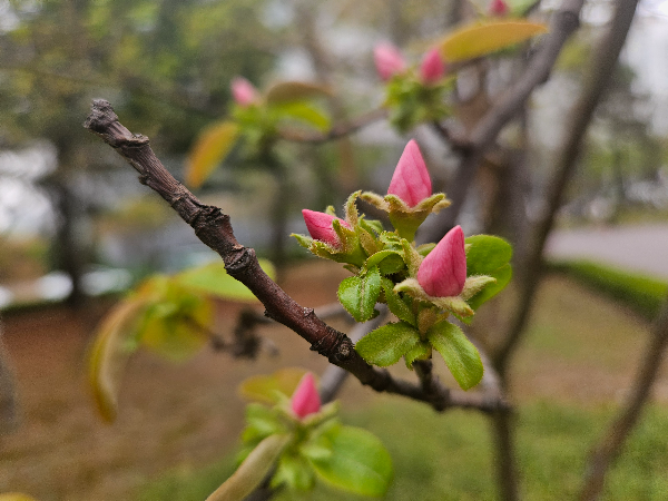 모과나무 꽃봉오리