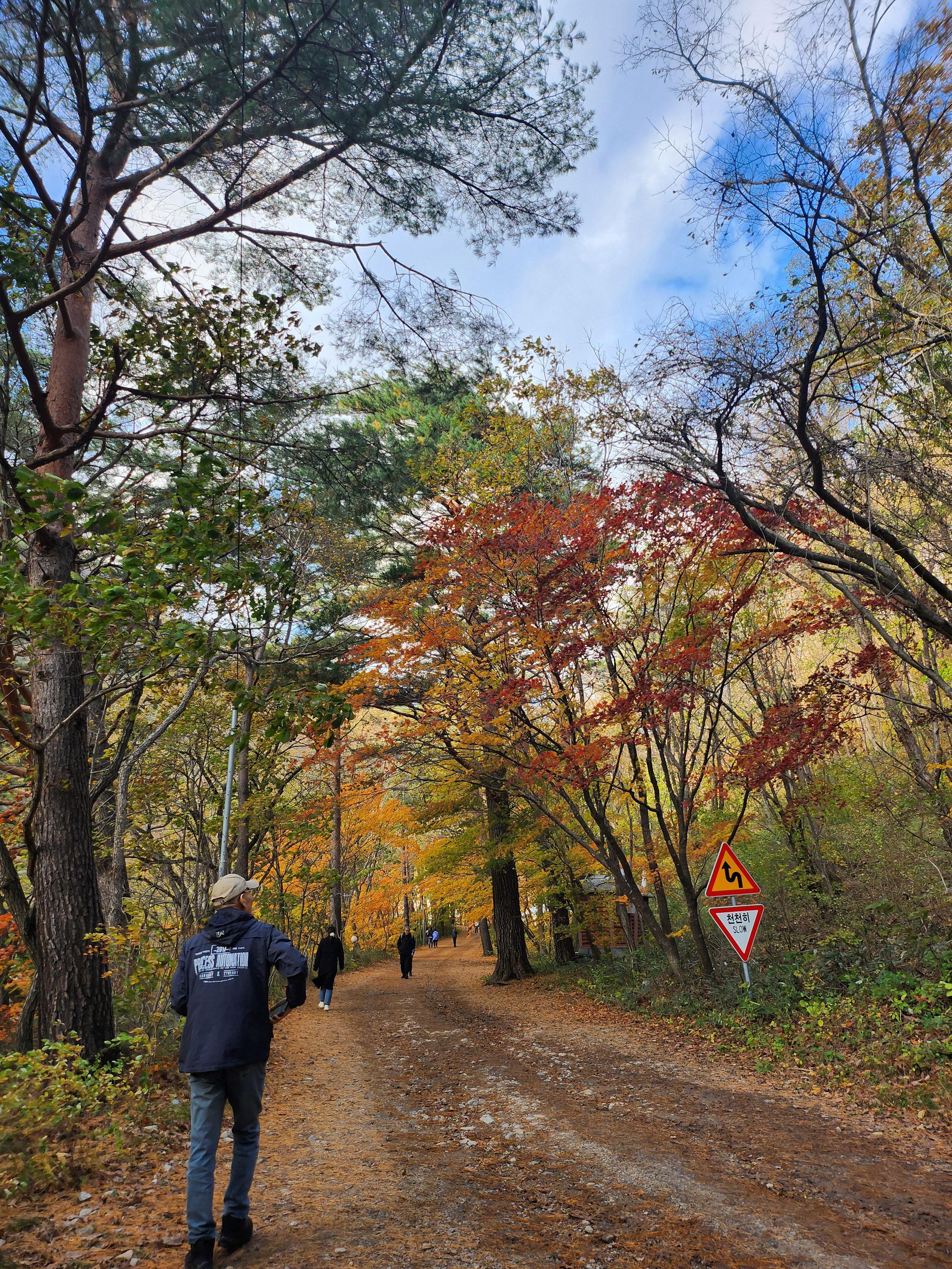 홍천은행나무숲