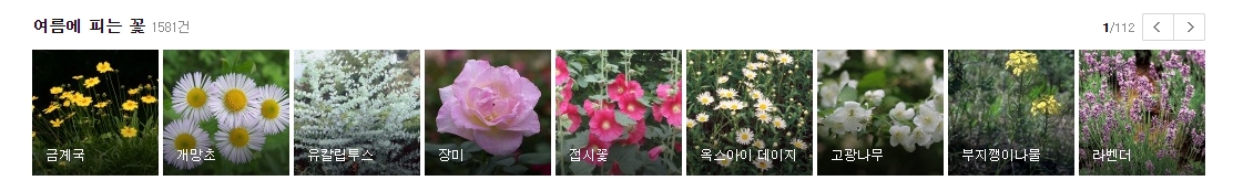 금계국과 개망초 등 길가에서 흔히 볼 수 있는 여름 야생화 목록