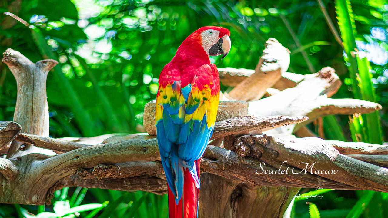 08 스칼렛 마카우 뒷모습 C - Scarlet Macaw 코스타리카배경화면