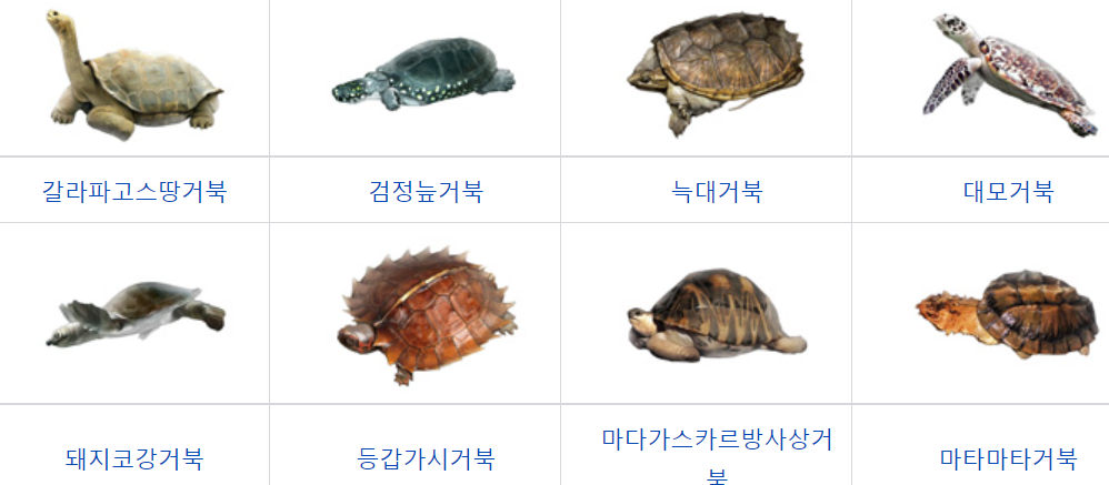 거북이 종류 사진
