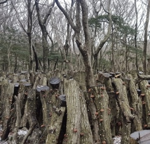 임업경영체 등록 조건 신청