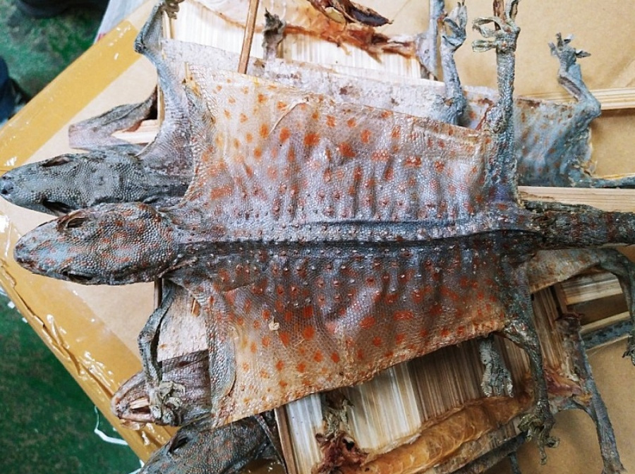 야생에서 채취를 한 뿔도마뱀을 배를 갈라 내장을 뺀 후에 넓게 펼쳐서 바싹 말린 합개를 여러개 포개 놓은 것을 찍은 사진