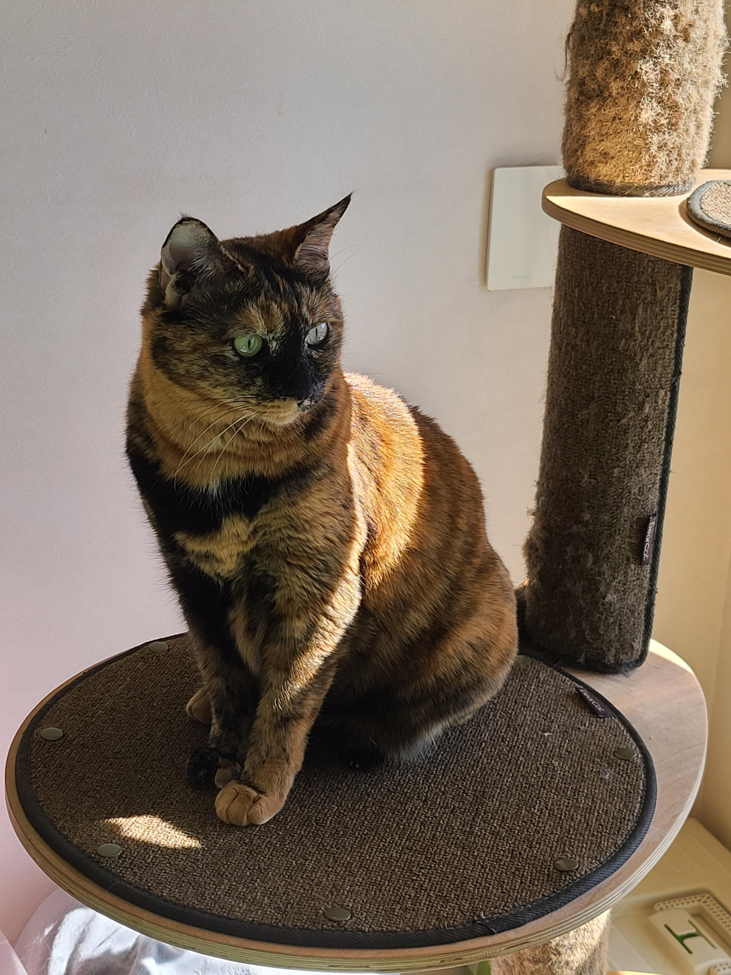 햇살이 쨍한날 아침 고양이들 (feat. 안전방충망)