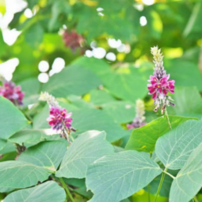 칡먹으면안되는사람