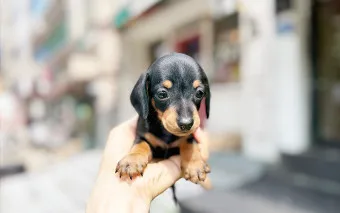 닥스훈트 순종 가격 성격 분양가격 장단점_12