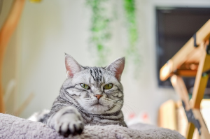 이쪽을 바라보는 고양이