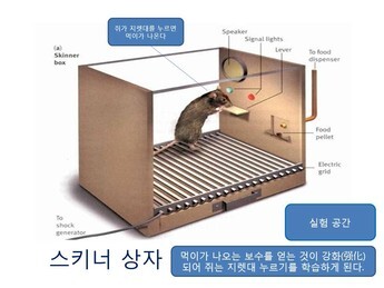 스키너의 강화 연구