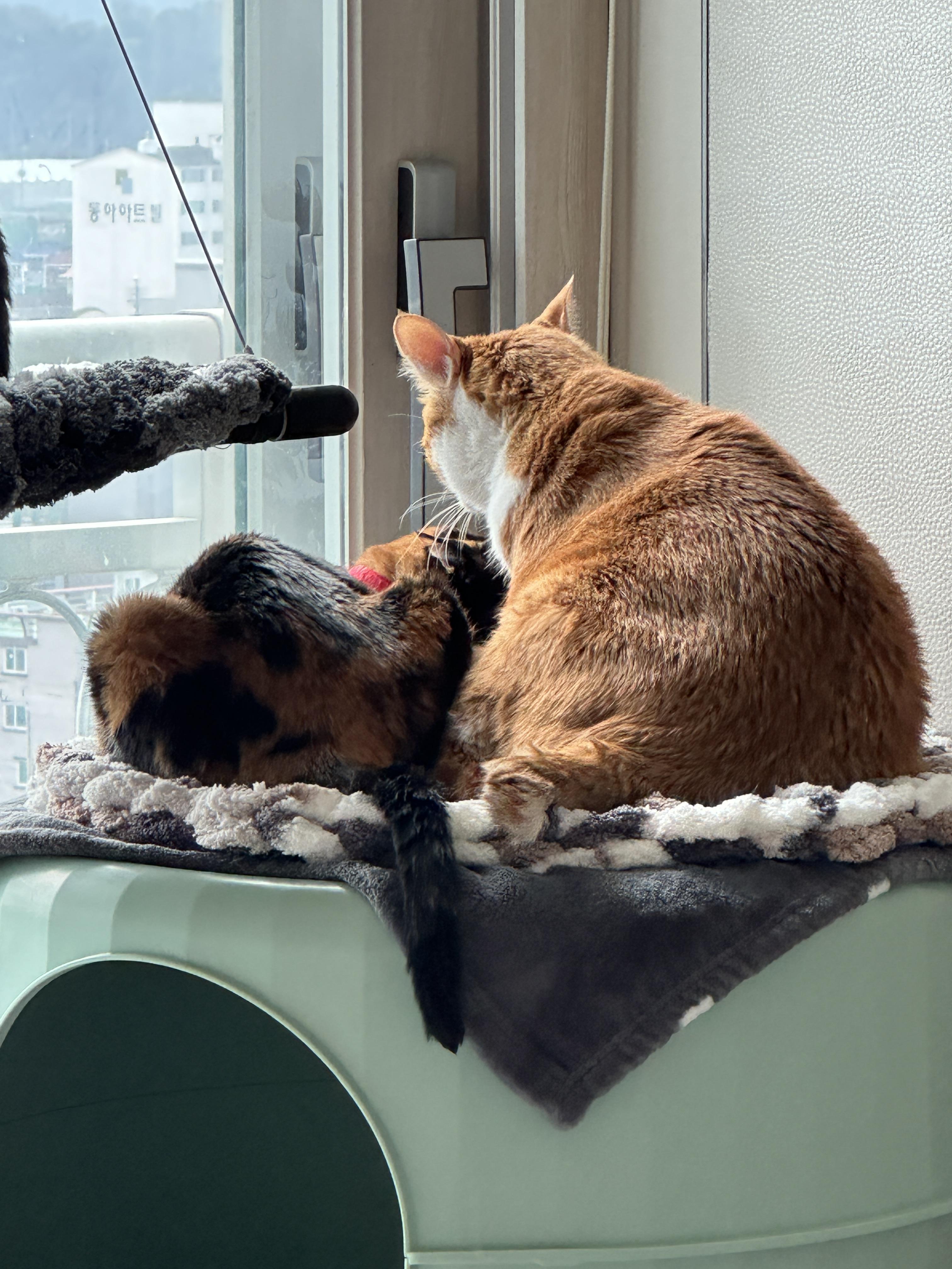 다정한_고양이커플_치즈냥이_호야랑_삼색냥이_다다