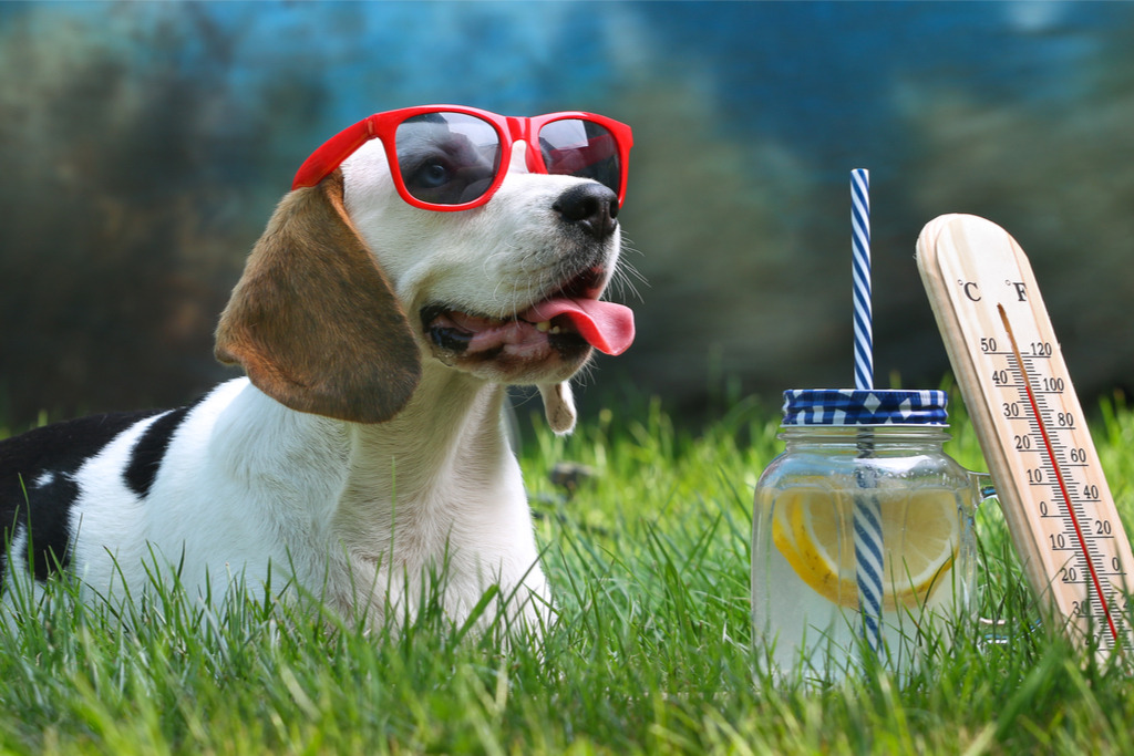 강아지 폭염 극복하기