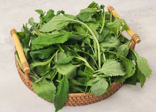 취나물 (Aster scaber)