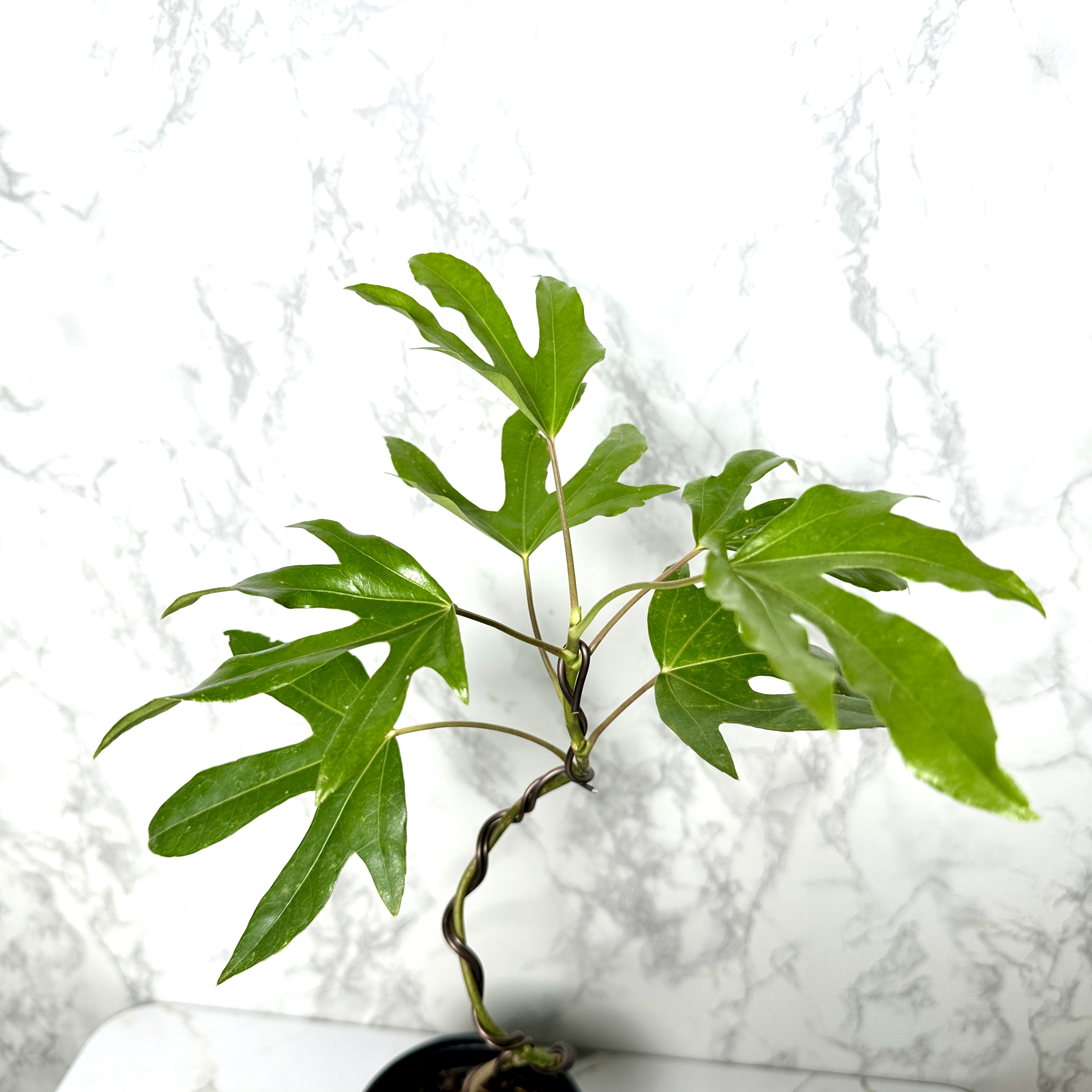 황칠나무 키우기