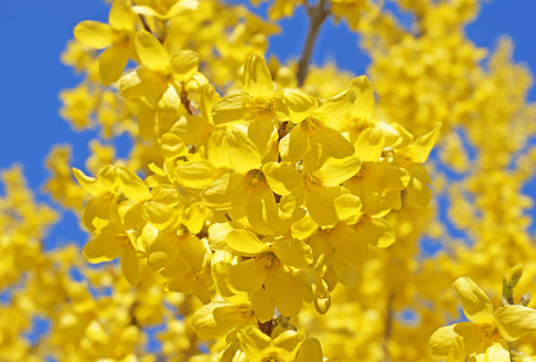 봄에 피는 꽃 순서