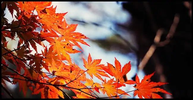 2024 내장산 단풍축제 기간 (국립공원)