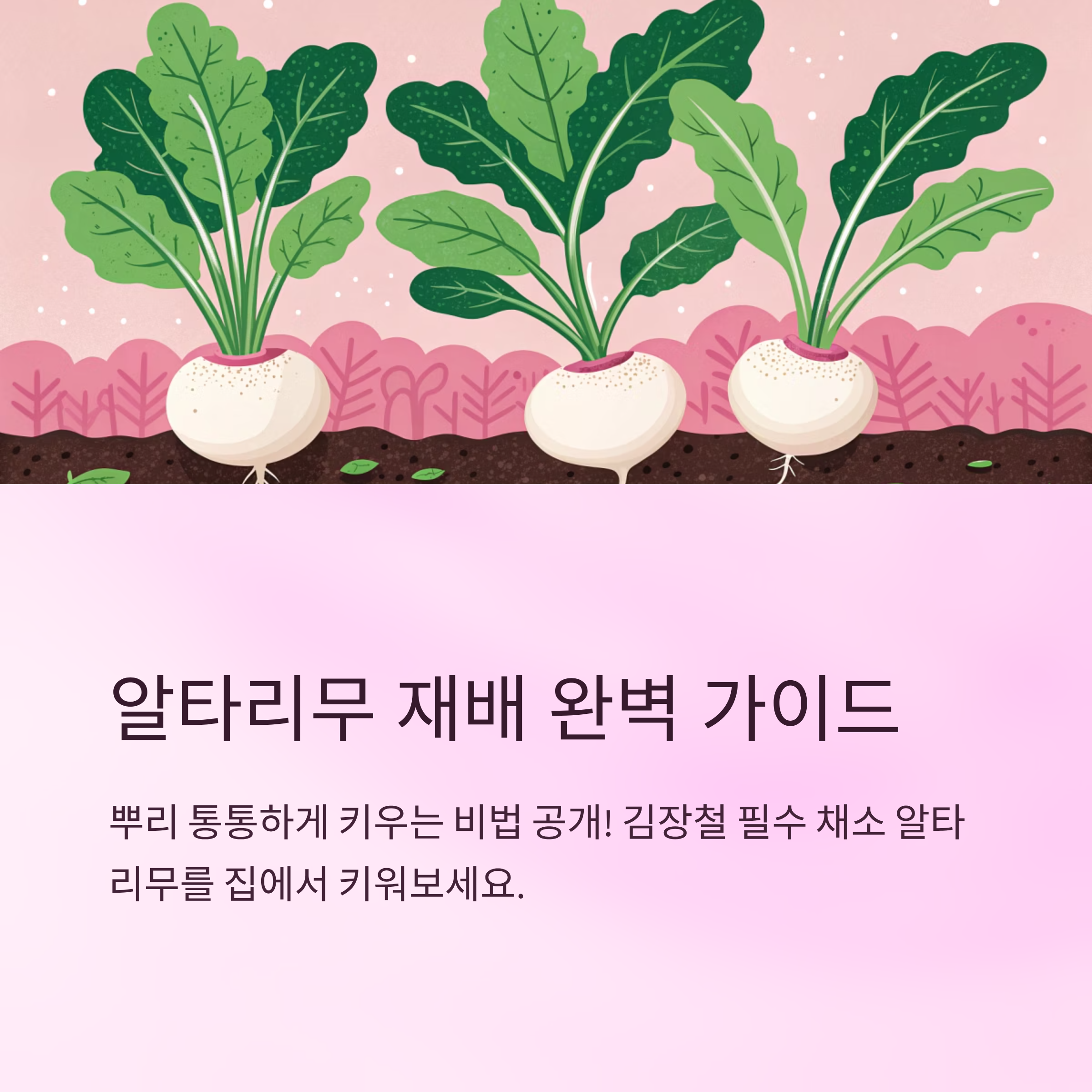 알타리심는시기 뿌리 잘 자라는 시점은?