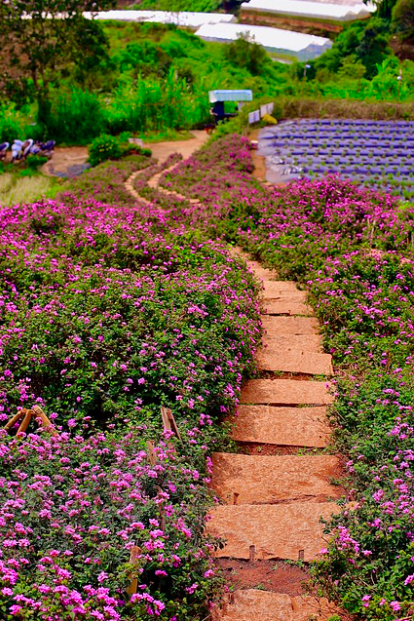 온 거리를 수놓는 아름다운 꽃길, 코퍼스 꽃길 축제 (Infiorata di Noto, 이탈리아)