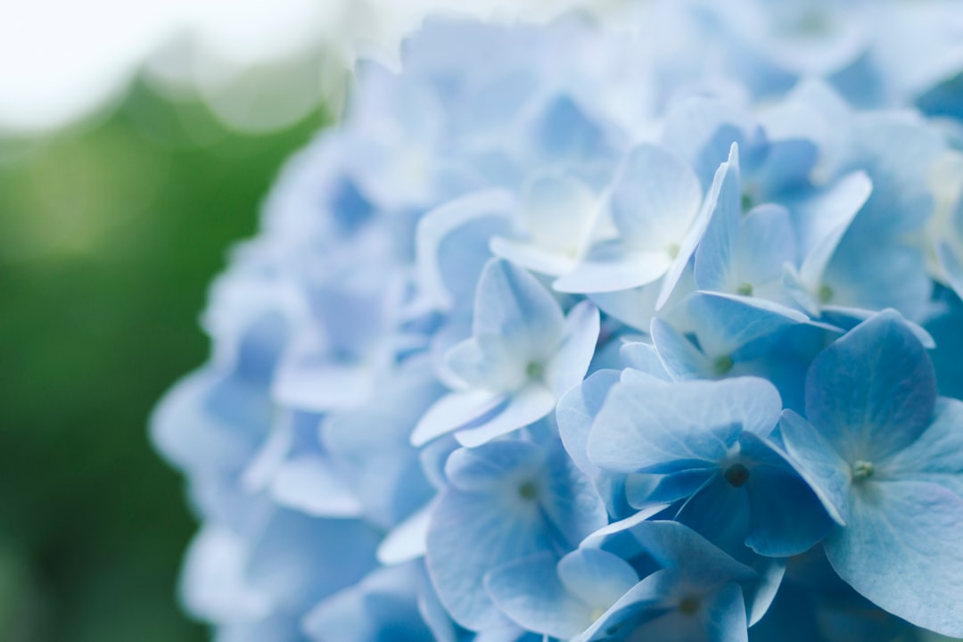 Hydrangea