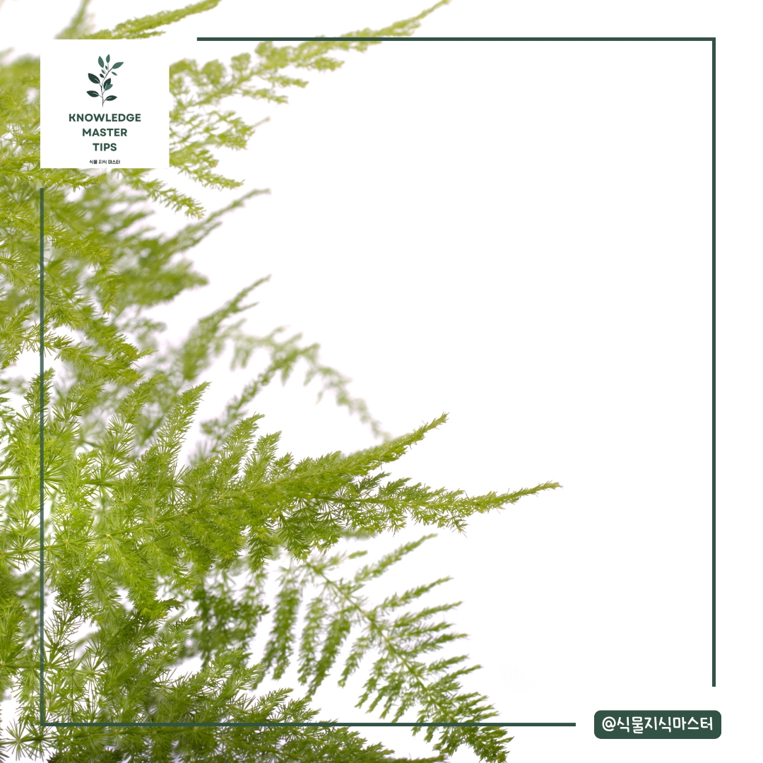 아스파라거스 펀: 공기정화 효과가 뛰어난 식물