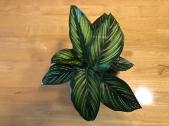 칼라데아 물주기 잎말림원인 습도관리 분무요령 시니어 맞춤 가이드_13