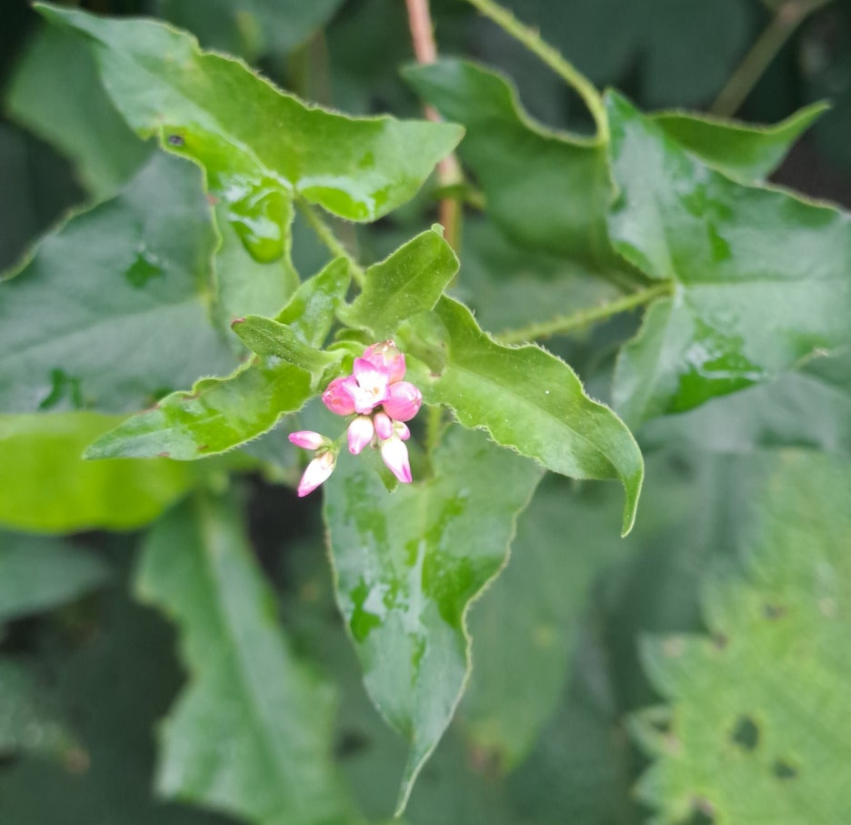 청년미래적금 가입대상 조건, 청년도약계좌와 차이점