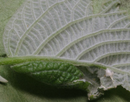 들깨 심는시기(파종시기, 심기방법, 재배방법, 수확하기) 깻잎키우기 총정리!