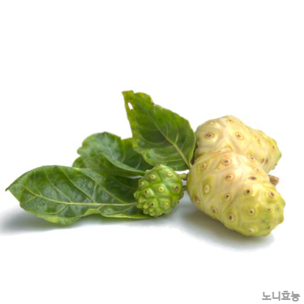노니 효능│노니 효능 &amp; 부작용 알고 드세요!