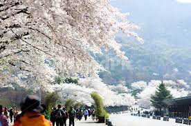 서울대공원 벚꽃축제 기본정보와 프로그램 정리