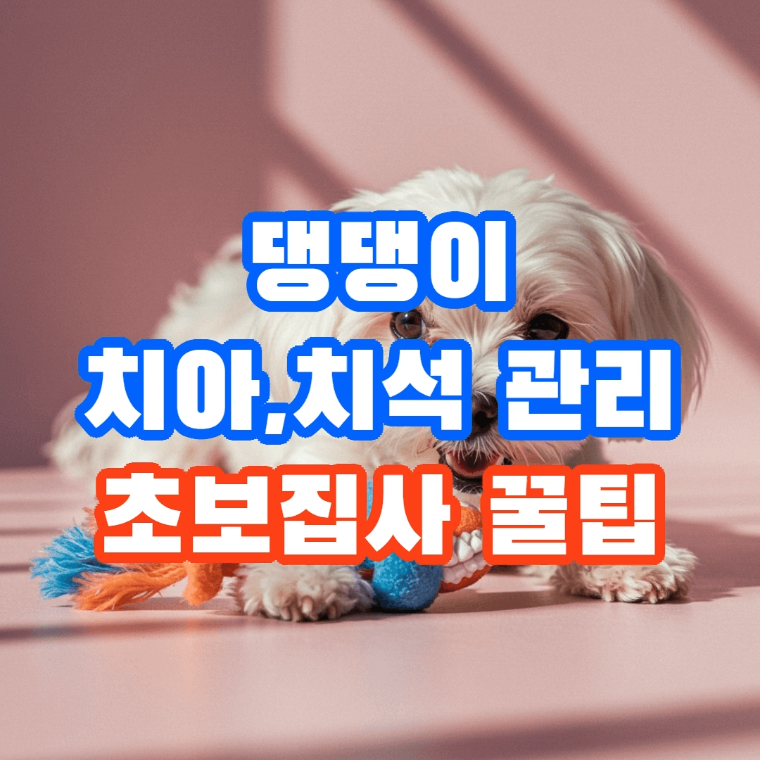반려견 치아,치석 관리 기초, 초보 주인이 알아야 할 5가지 가이드🐾