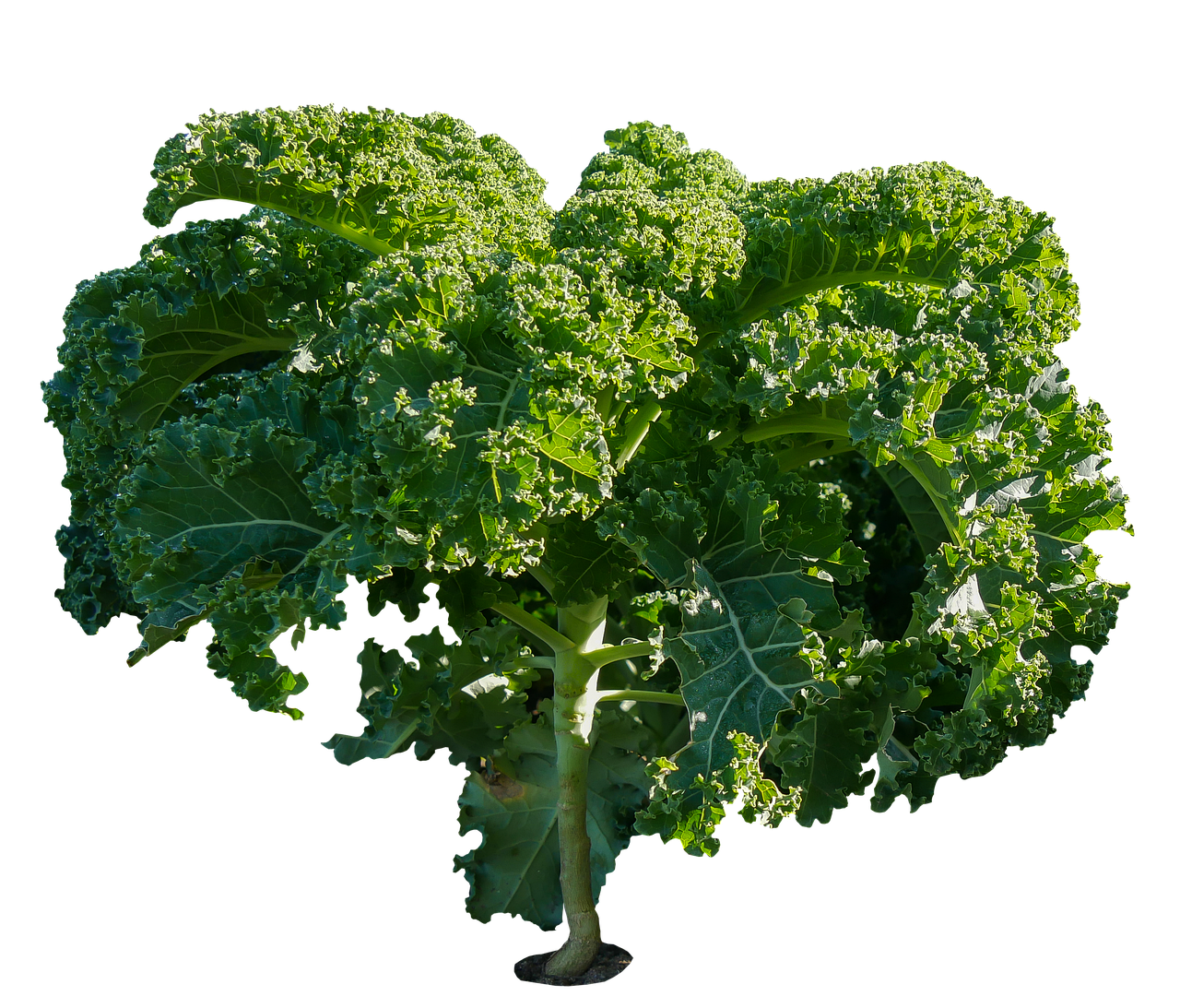 비타민 C 풍부한 음식