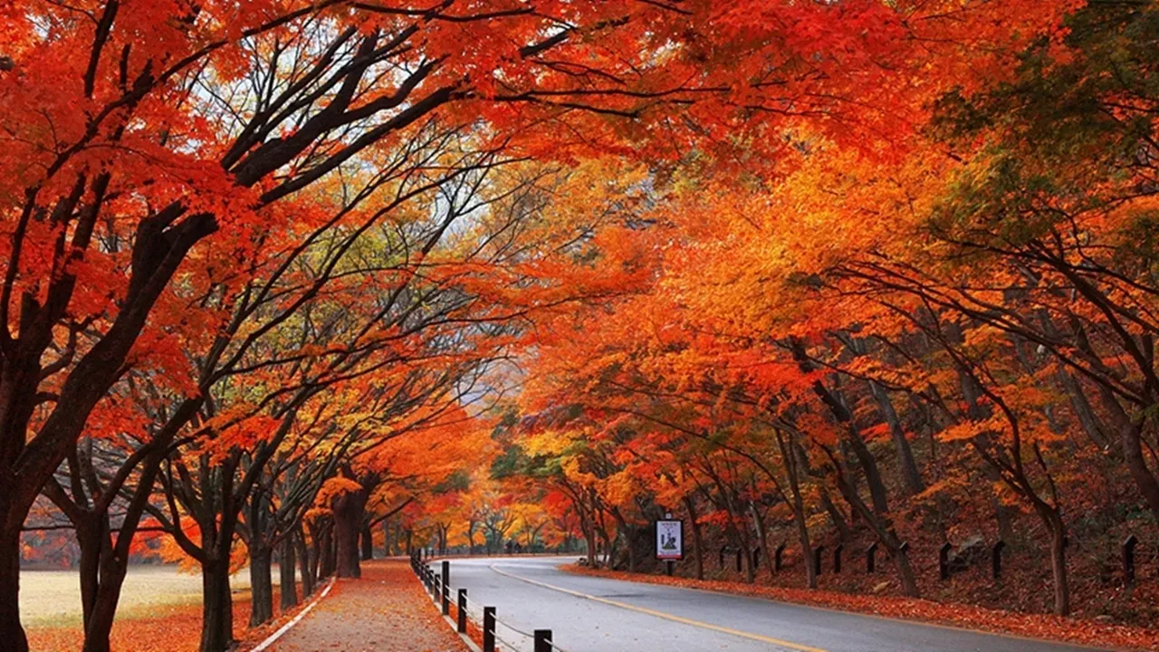 내장산 단풍 명소 단풍시기 산책로 사진스팟 한눈에_3
