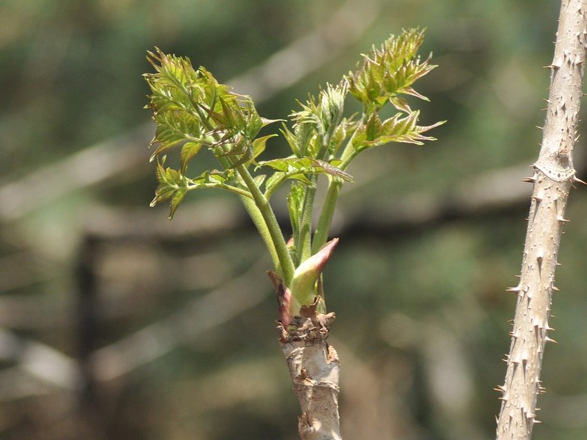 두릅 효능 및 부작용