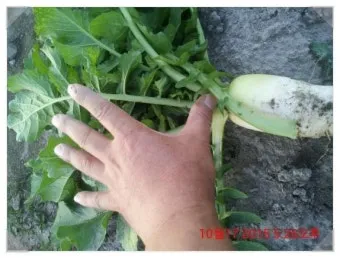 시래기용 무 재배 잎 관리 병해 줄이기 건조 보관_9