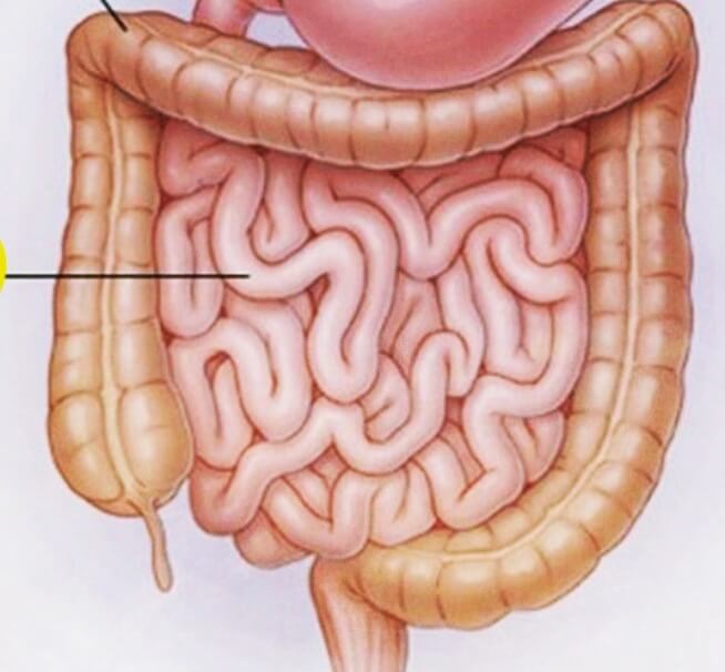 장-내부를-표현한-그림