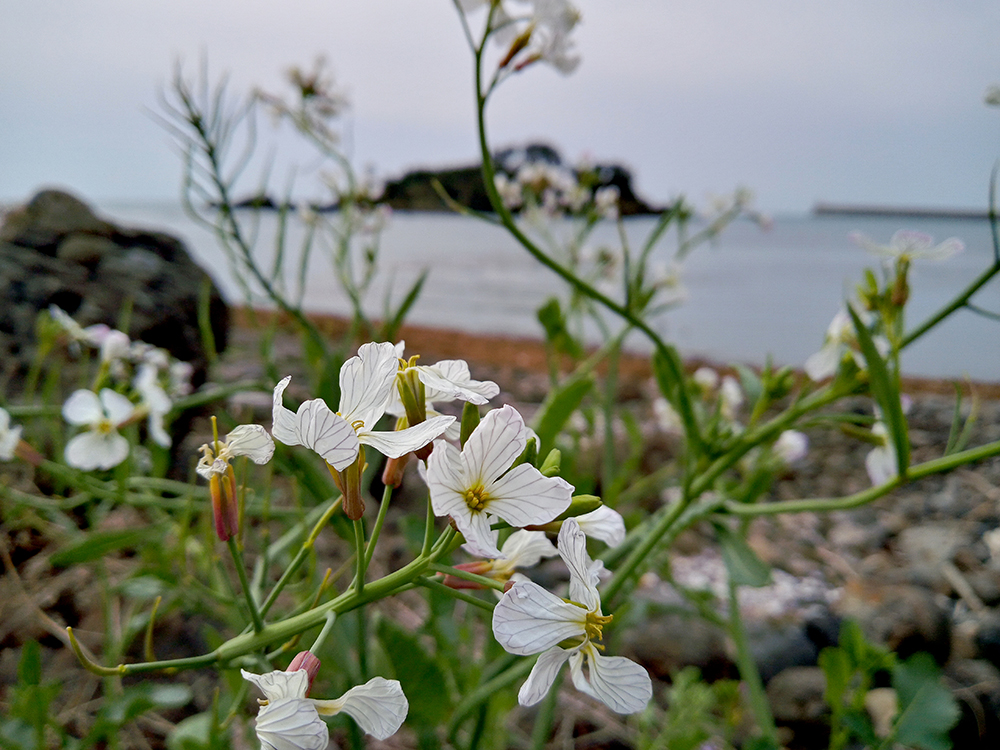 올레7코스: 서건도