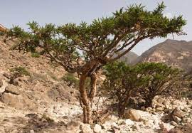 보스웰리아 효능 부작용 (4주 섭취 후기)