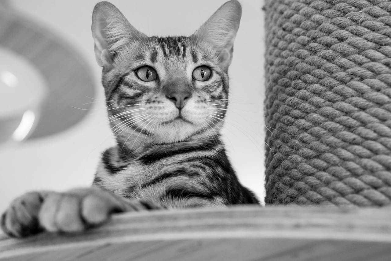 고양이 자궁 및 난소 종양 진단 방법