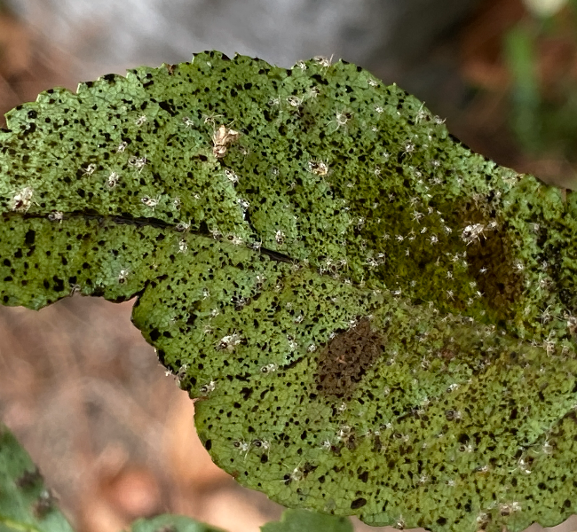 배나무방패벌레 피해1