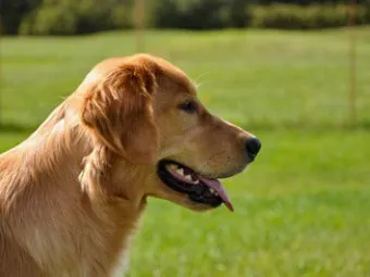 골든 리트리버 분양 가격 성격 장단점_15