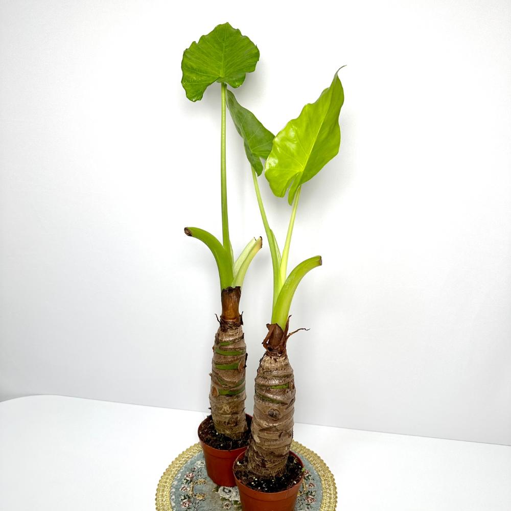 알로카시아 키우는법 번식 꽃 키우기