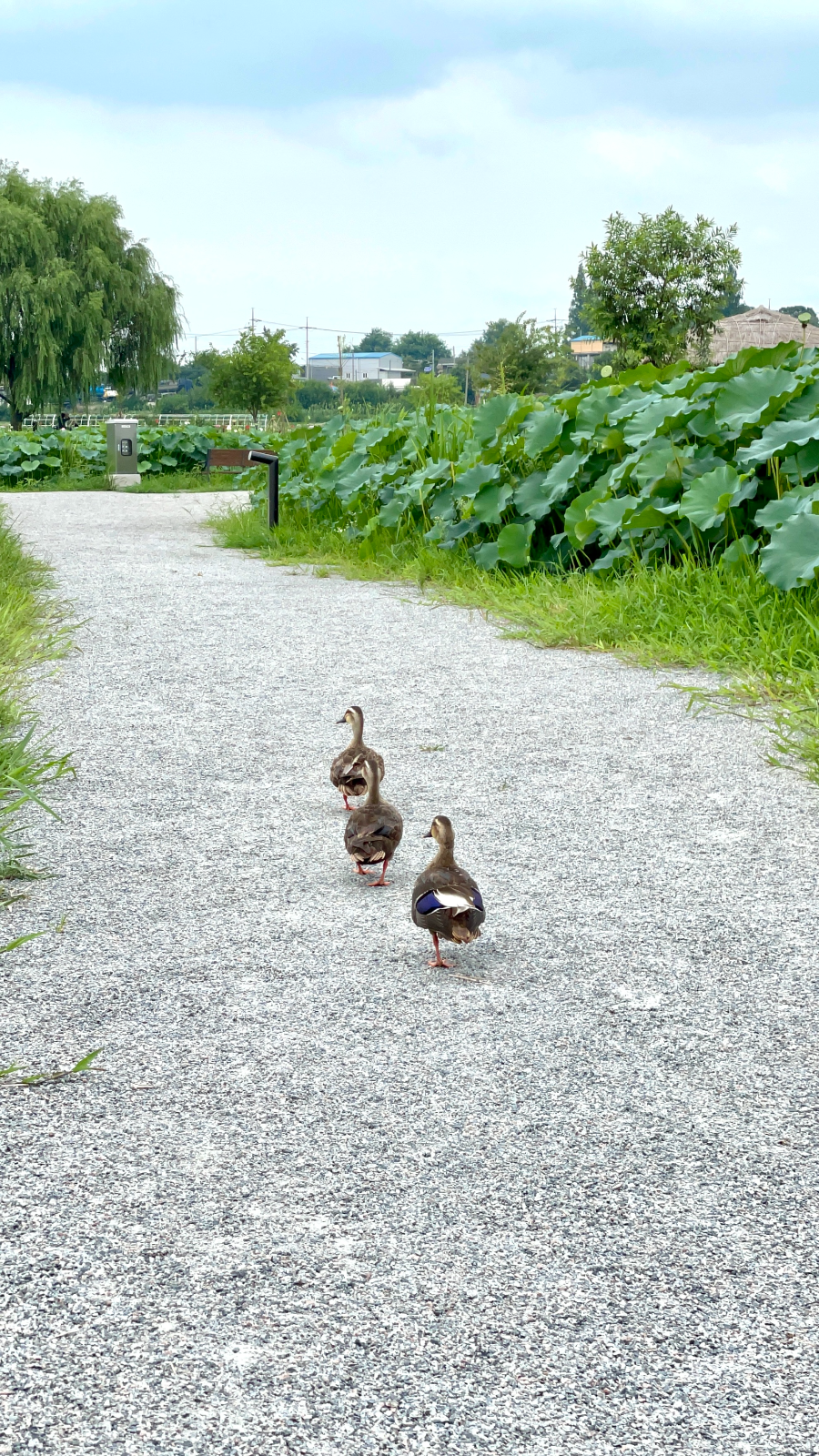 합덕제 수변공원