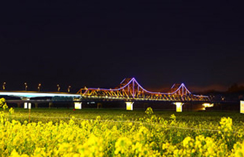 창녕 낙동강 유채꽃 축제 