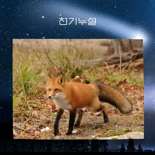 여우가 등장하는 꿈 해몽