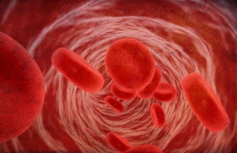 혈관을-지나는-적혈구