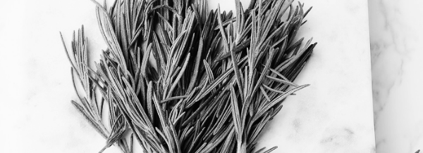 로즈마리 물주기