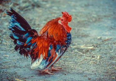 2025년 7월 닭띠(생년별) 운세