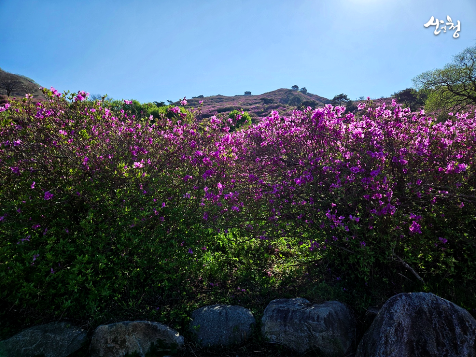 [5월 축제]2025 산청 황매산 철쭉제❘개요, 체험 프로그램 예약, 철쭉 실시간 개화상황