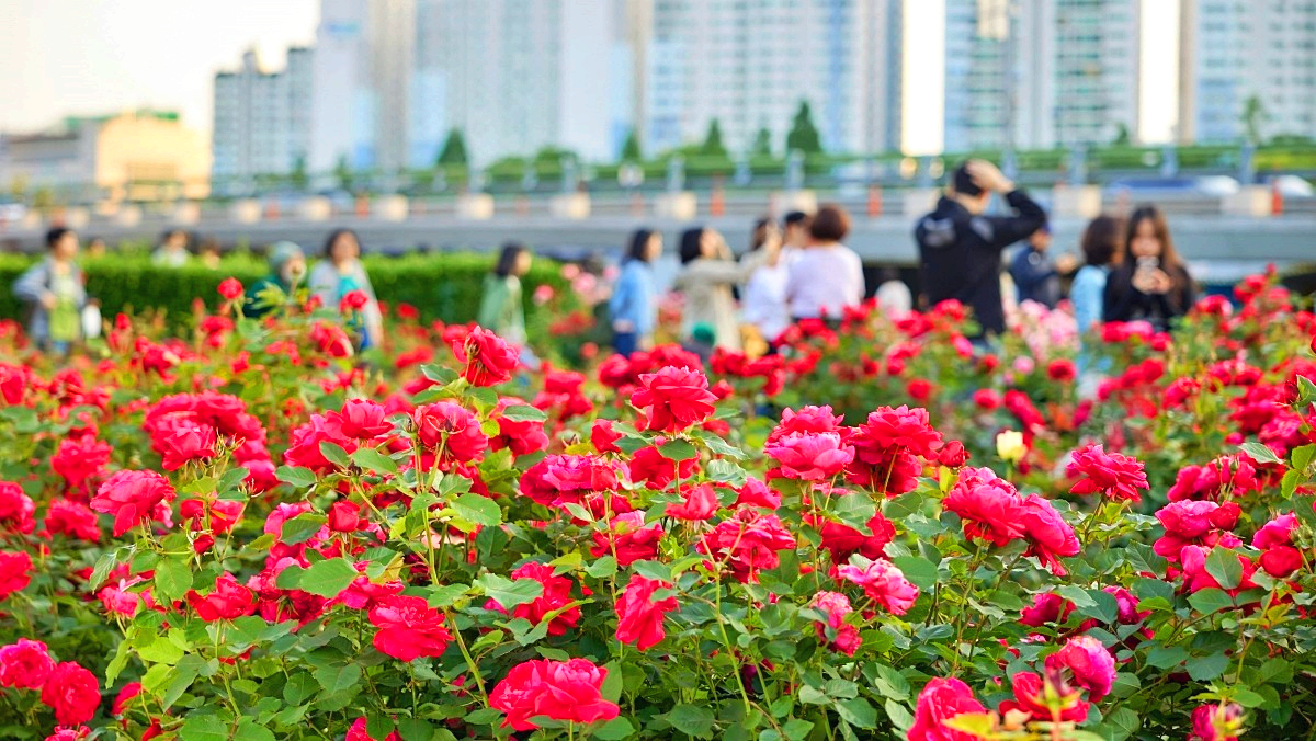 서울장미축제